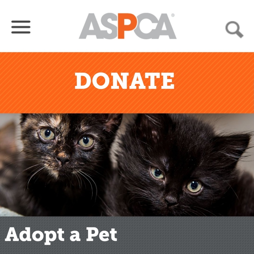 ASPCA Finding Forever Homes 🧡